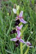 Ophrys ferrum-equinum