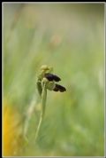 Ophrys lucana