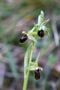 Ophrys minipassionis