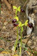 Ophrys delforgei