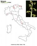 Corallorhiza trifida (mappa distribuzione)