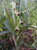 Ophrys exaltata subsp. morisii