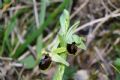 Ophrys minipassionis