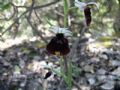 Ophrys chestermanii