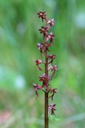 Neottia cordata