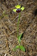 Ophrys delforgei