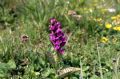 Dactylorhiza majalis