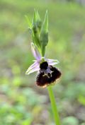 Ophrys chestermanii