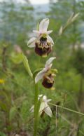 Ophrys dinarica