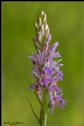 Dactylorhiza maculata subsp. saccifera