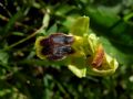 Ophrys laurensis