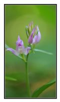 Cephalanthera rubra