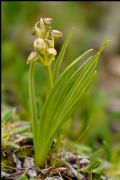 Chamorchis alpina