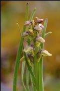 Chamorchis alpina