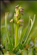 Chamorchis alpina