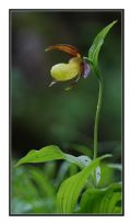 Cypripedium calceolus