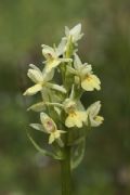 Dactylorhiza insularis