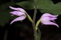 Cephalanthera rubra