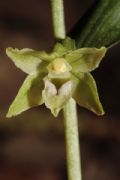 Epipactis exilis