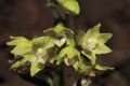 Epipactis exilis