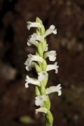 Spiranthes aestivalis