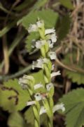 Spiranthes aestivalis