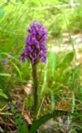 Dactylorhiza lapponica