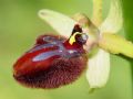 Ophrys incubacea