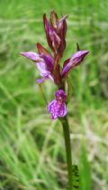 Dactylorhiza lapponica