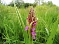 Dactylorhiza incarnata