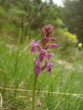 Dactylorhiza lapponica subsp. rhaetica