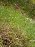 Dactylorhiza lapponica subsp. rhaetica