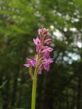 Dactylorhiza lapponica subsp. rhaetica