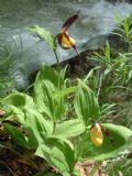 Cypripedium calceolus