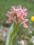 Dactylorhiza sambucina