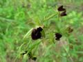 Ophrys incubacea