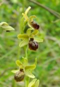 Ophrys maritima