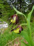 Cypripedium calceolus