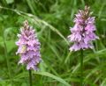 Dactylorhiza maculata subsp. fuchsii