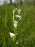 Spiranthes aestivalis