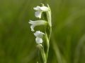 Spiranthes aestivalis