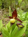 Cypripedium calceolus