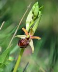 Ophrys maritima