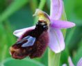 Ophrys explanata