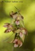 Epipactis helleborine