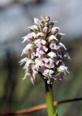 Neotinea lactea