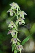 Epipactis helleborine