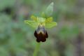 Ophrys forestieri