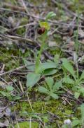 Ophrys forestieri