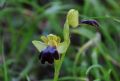 Ophrys iricolor subsp. eleonorae